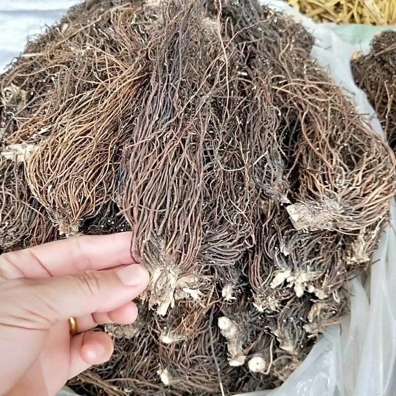 林下资源开发：让传统药材焕发生机