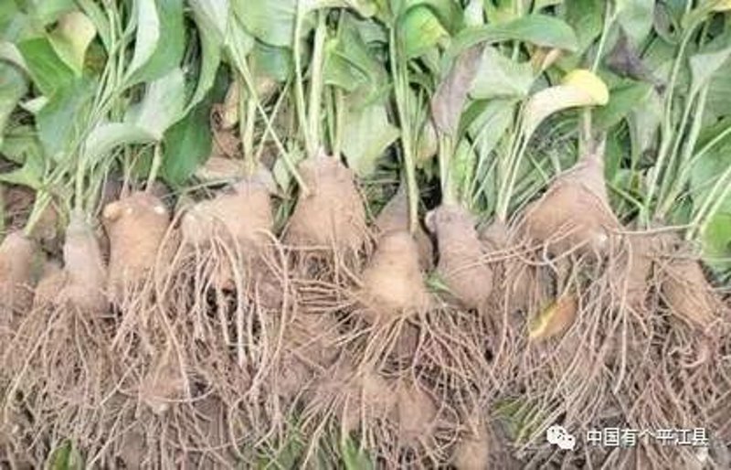 野生中草药收购市场的最新动态