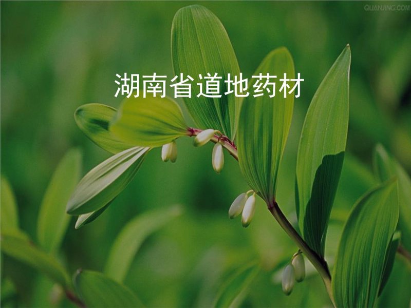 湖南中药材
