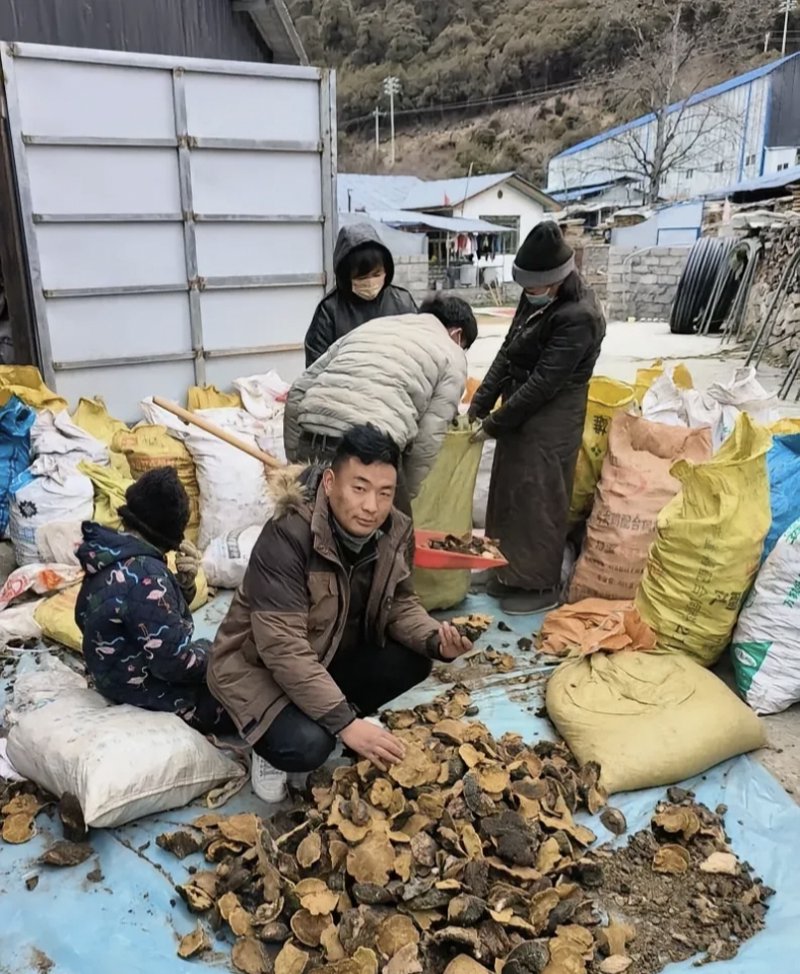 野生中草药收购：市场的春天来了吗？