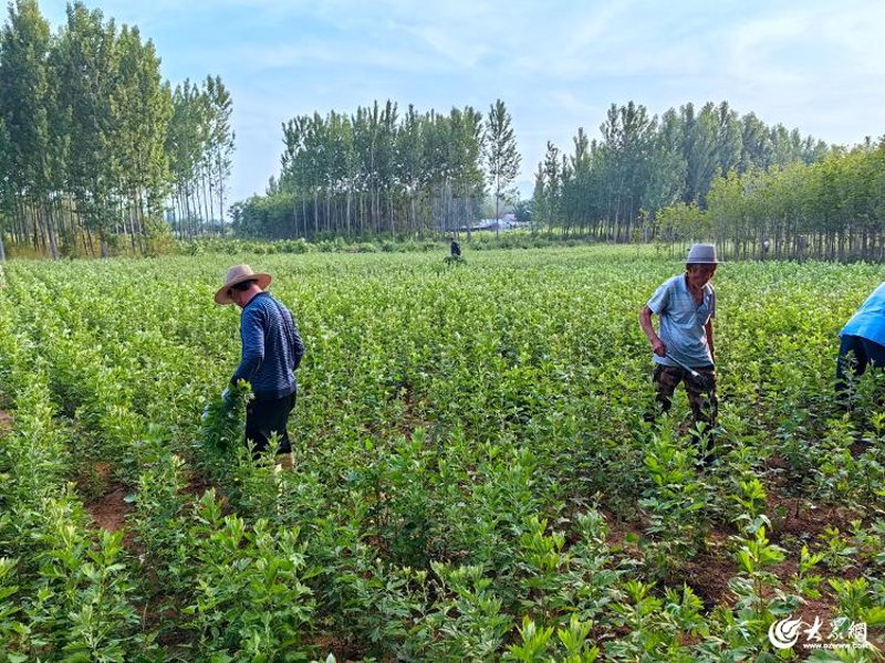 野生中草药收购：探索中医药产业的新机遇