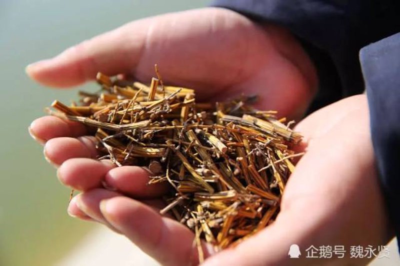 野生中草药收购